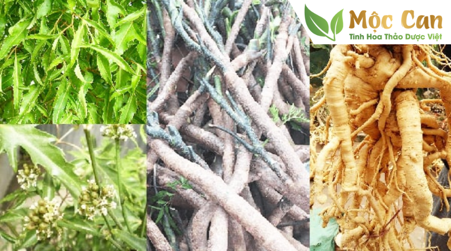 Phụ nữ mang thai dùng Trà đinh lăng được không? 2